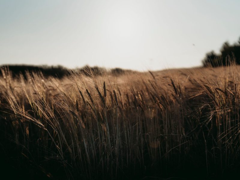 Barley Field