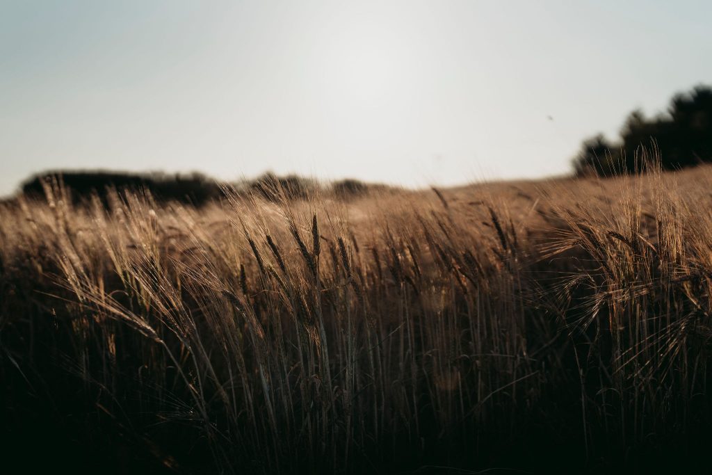 Barley field