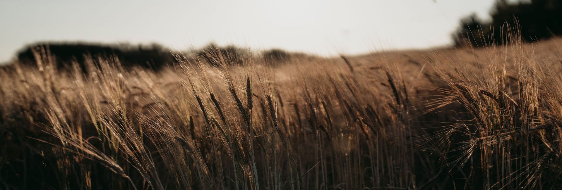 Barley field