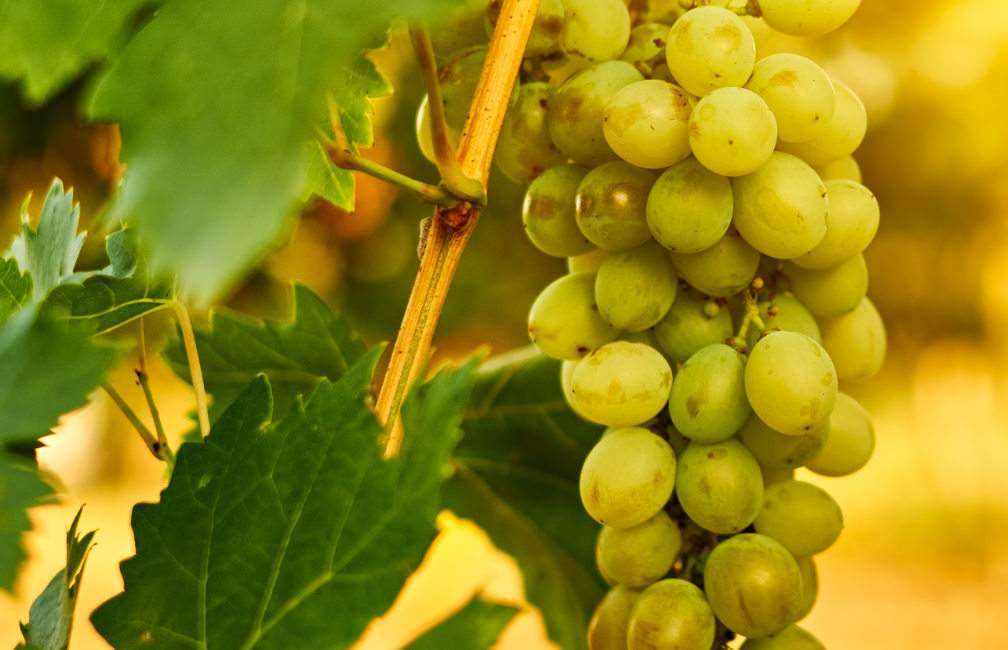 The GlenAllachie Guide to Sherry Guide