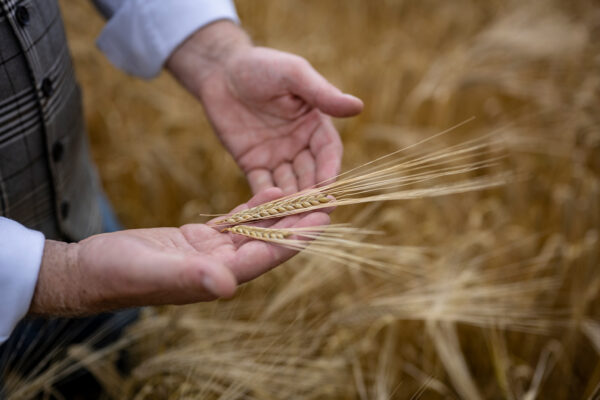 The GlenAllachie Immersion From Grain to Glass for Spirit of Speyside Festival